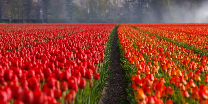 tulips-tulip-field-fields-87633